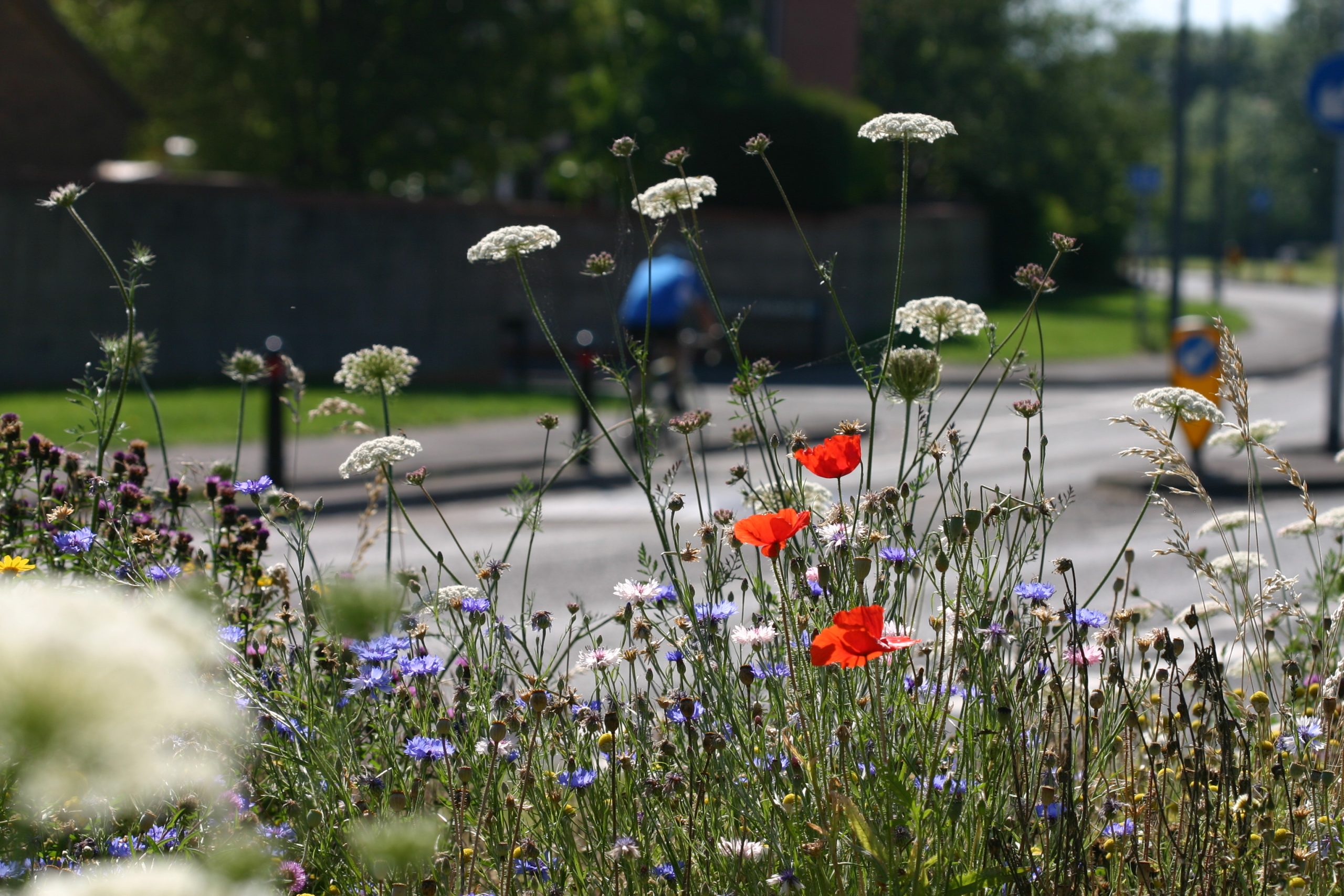 Wildlife by a roadside